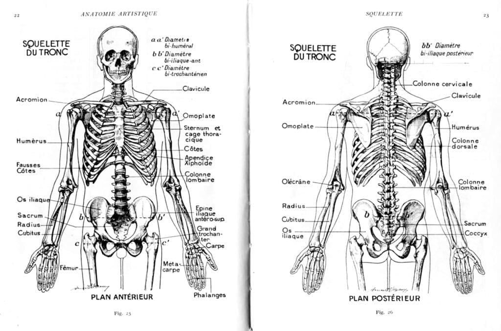 Dessiner des physiques différents : le squelette
