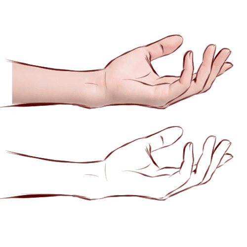 Comprendre comment dessiner les mains - Dossier Anatomie #1 244407919 226795719488435 4527704495927285616 n