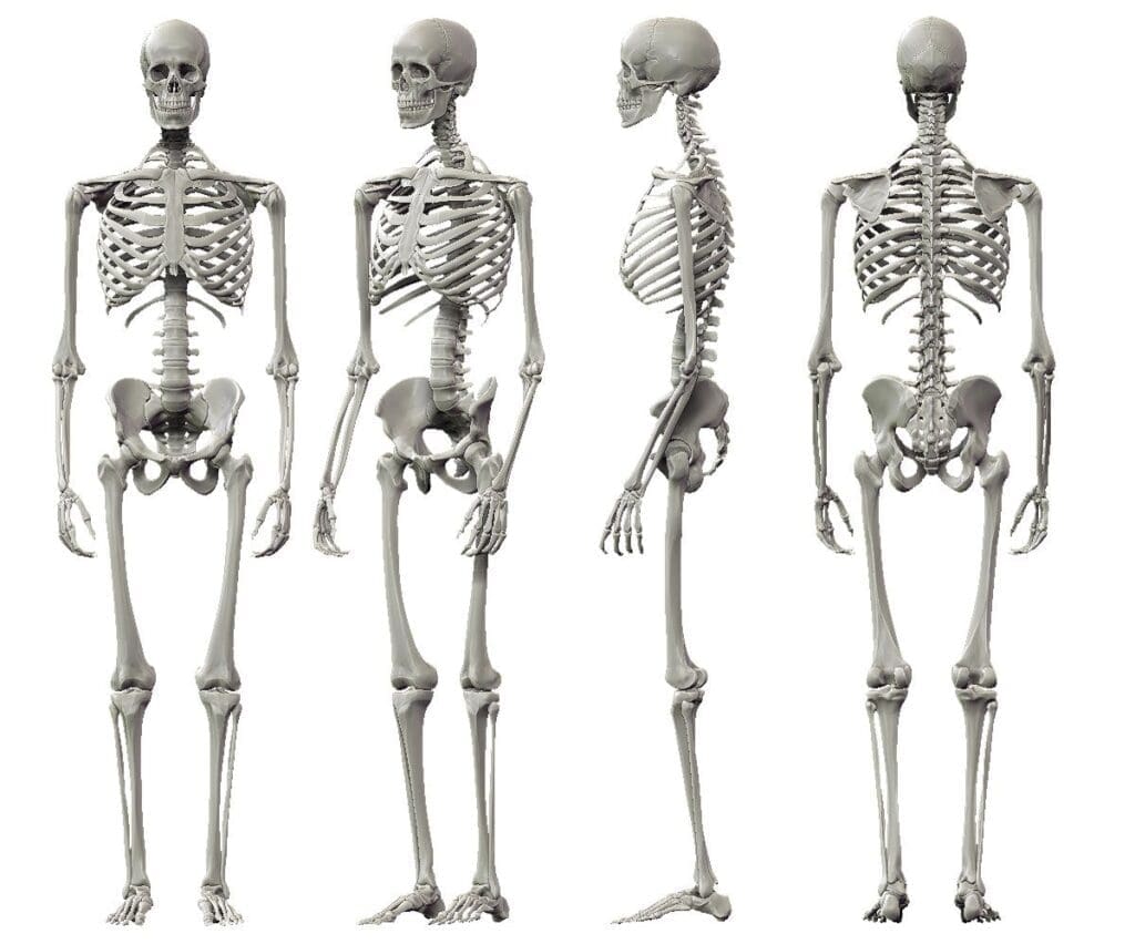 Dessiner le corps humain – Dossier Anatomie #2 43c8ff1c5ff35c9b9771a70bdc530f50