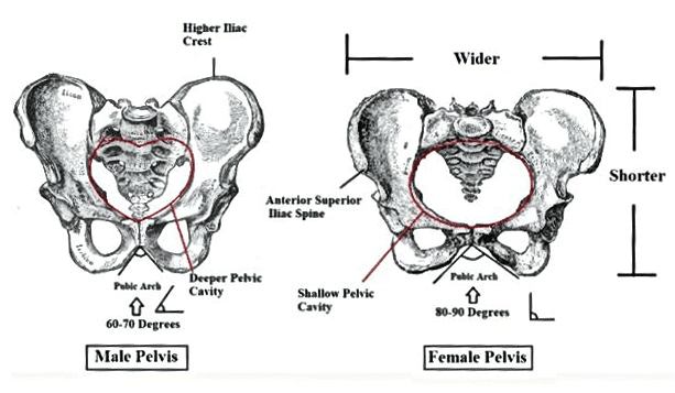 Dessiner le corps humain – Dossier Anatomie #2 edfqrgf 1