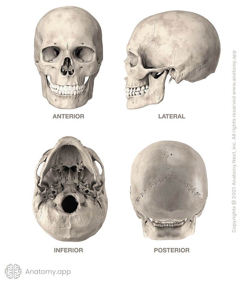 Dessiner le visage - Dossier Anatomie #3 01a0a2ce 361c 428d 81cd 3f729cbdbbfd