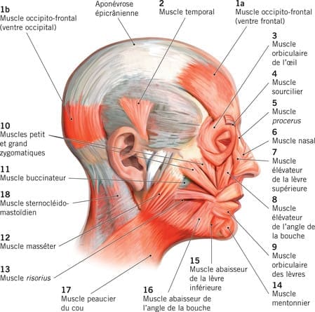 Dessiner le visage - Dossier Anatomie #3 122139