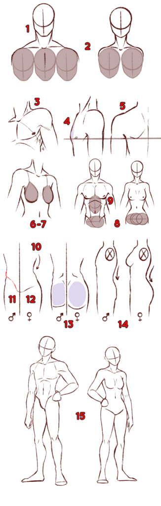 Dessiner le corps humain – Dossier Anatomie #2 80A6DD12 6C51 46E0 AF78 66350CDE5E17 1