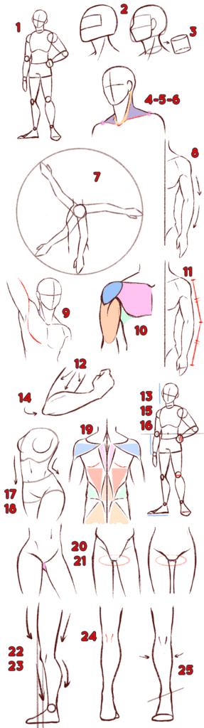 Dessiner le corps humain – Dossier Anatomie #2 AED7C94E FDF2 4ED7 BD9A 46B27CC5C231