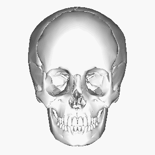 Dessiner le visage - Dossier Anatomie #3 human skull drawing reference 28