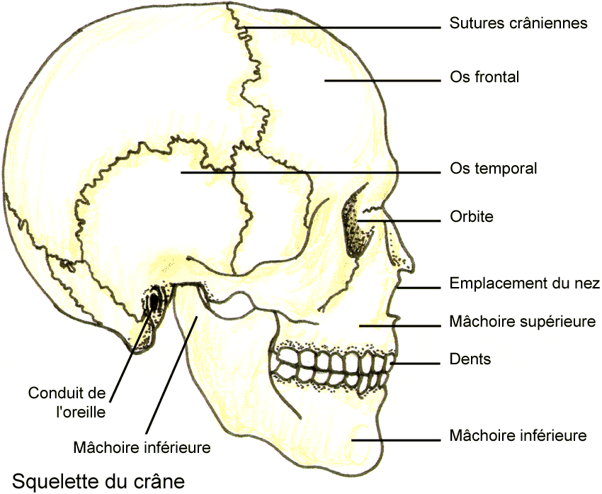 Dessiner le visage - Dossier Anatomie #3 telechargement