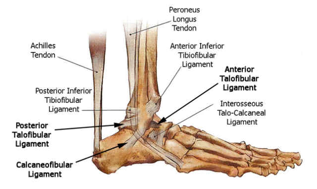 Dessiner les pieds - Dossier Anatomie #4 footankle lateral ligament anatomy 1