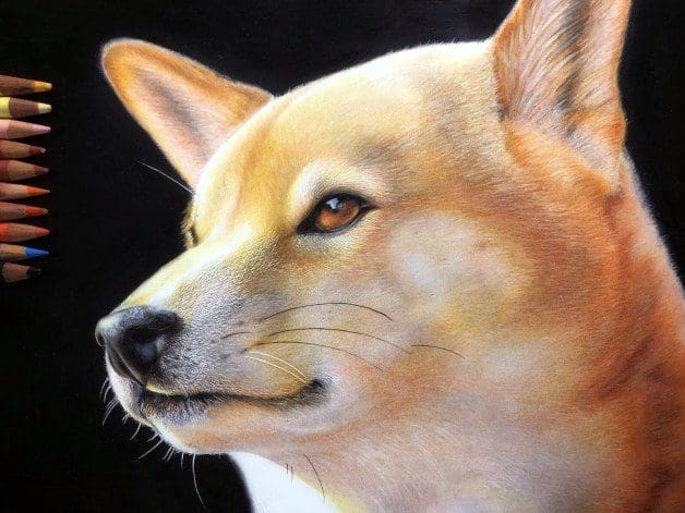 Comprendre les canidés pour mieux les dessiner - Dossier Animaux #1 1581426696301 image edited