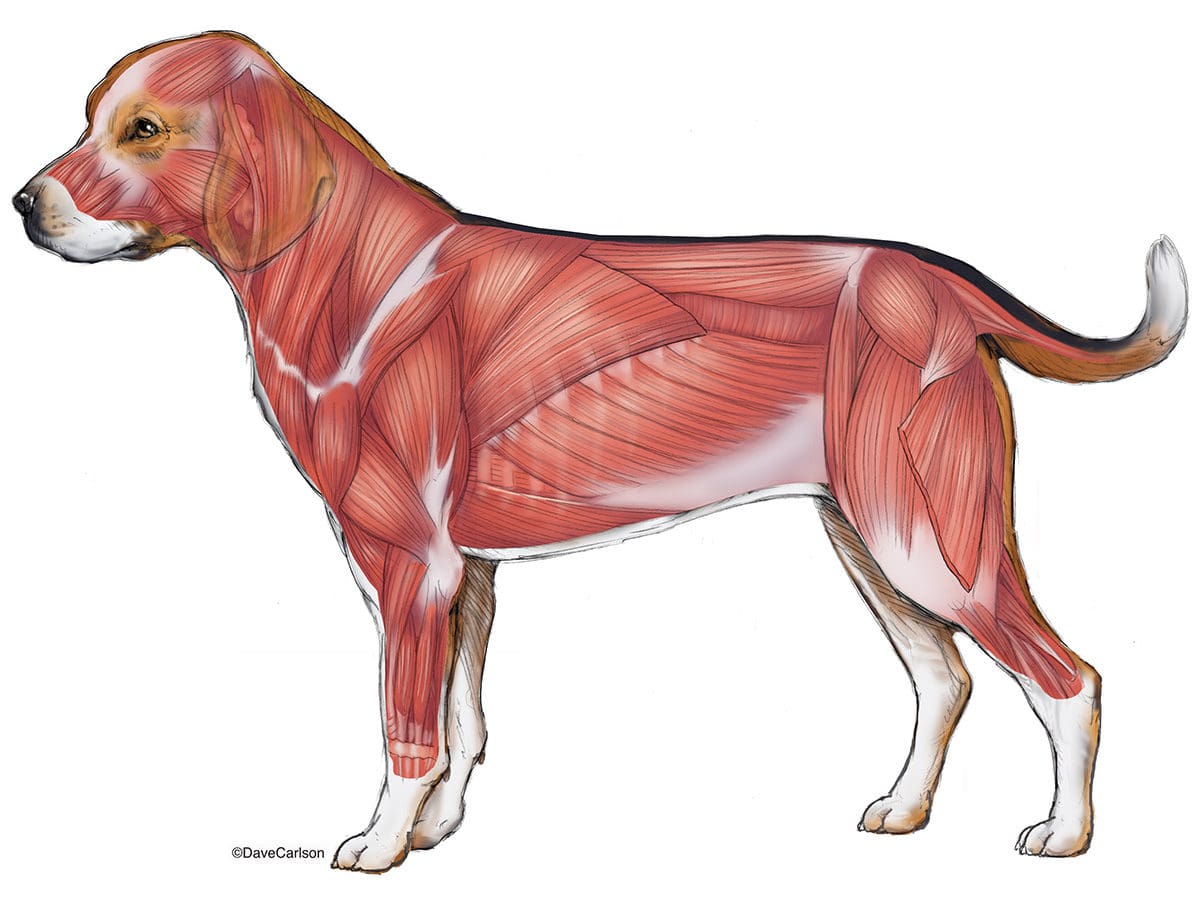 Comprendre les canidés pour mieux les dessiner - Dossier Animaux #1 Dog Beagle Superficial Lumbar Quadriceps Muscles edited