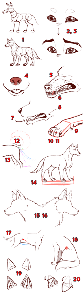 Comprendre les canidés pour mieux les dessiner - Dossier Animaux #1 TOPg