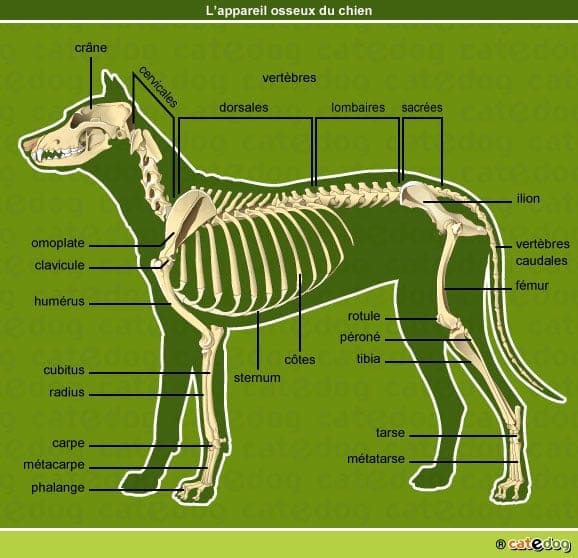Comprendre les canidés pour mieux les dessiner - Dossier Animaux #1 appareil osseux chien 2 1