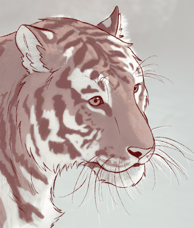 Comprendre les félidés pour mieux les dessiner - Dossier Animaux #2 A23A5E06 DA57 4FCE A93F 95B3AC49FE65