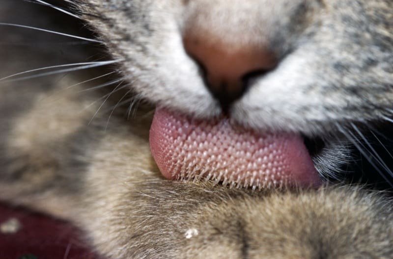 Comprendre les félidés pour mieux les dessiner - Dossier Animaux #2 Cat tongue macro