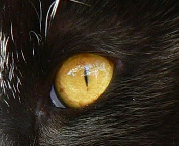 Comprendre les félidés pour mieux les dessiner - Dossier Animaux #2 Ojo de gata trim