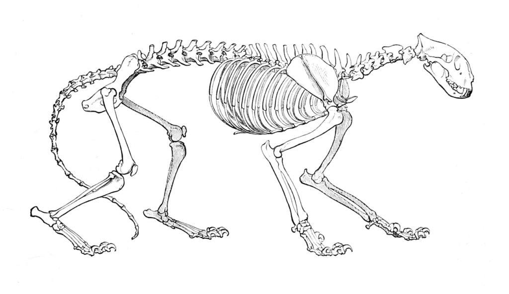 Comprendre les félidés pour mieux les dessiner - Dossier Animaux #2 TigerSkelLyd1