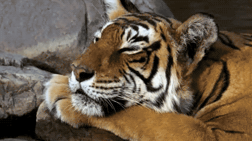 Comprendre les félidés pour mieux les dessiner - Dossier Animaux #2 gifs tiger 99