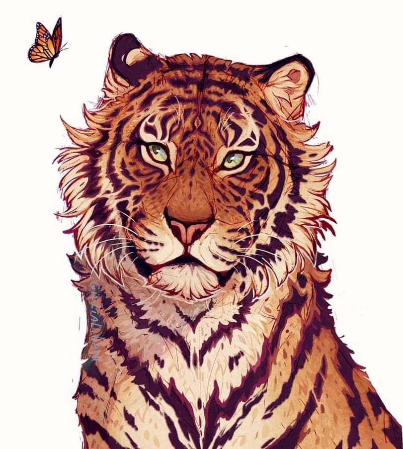 Comprendre les félidés pour mieux les dessiner - Dossier Animaux #2 giulia