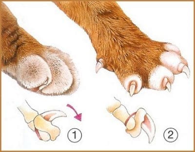 Comprendre les félidés pour mieux les dessiner - Dossier Animaux #2 paradis des chatspointcom