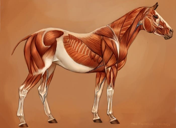 Comprendre les équidés pour mieux les dessiner - Dossier Animaux #3 256223 purposegames. com
