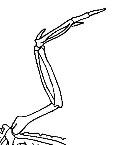 Comprendre les oiseaux pour mieux les dessiner - Dossier Animaux #4 Flugelskellett wikipedia