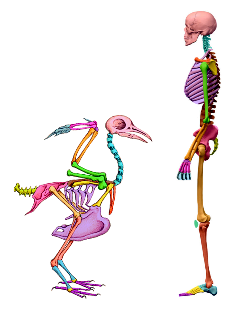 Comprendre les oiseaux pour mieux les dessiner - Dossier Animaux #4 IMG 0867