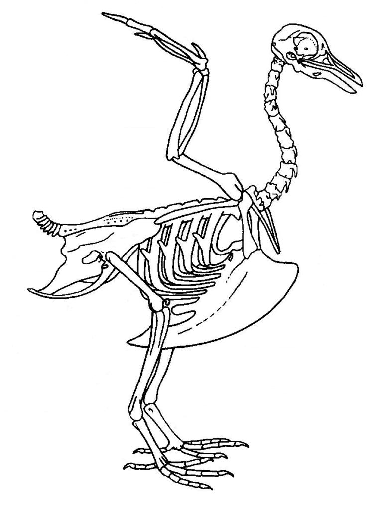 Comprendre les oiseaux pour mieux les dessiner - Dossier Animaux #4 Squelette oiseaure