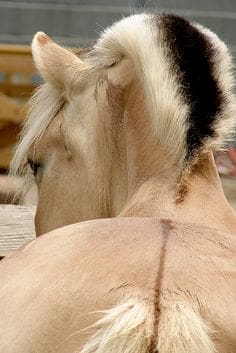 Comprendre les équidés pour mieux les dessiner - Dossier Animaux #3 c20523a4f47ddfd2d5d7cfed29087dd1