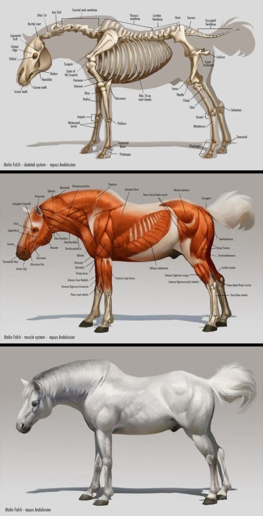 Comprendre les équidés pour mieux les dessiner - Dossier Animaux #3 f1af9d61a1c19b5ffd7fcf24559b0bc3