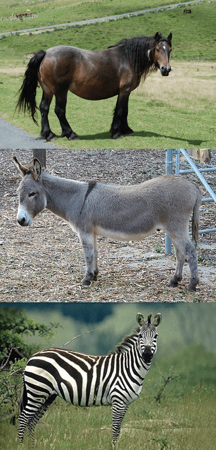 Comprendre les équidés pour mieux les dessiner - Dossier Animaux #3 ruthqejkrth
