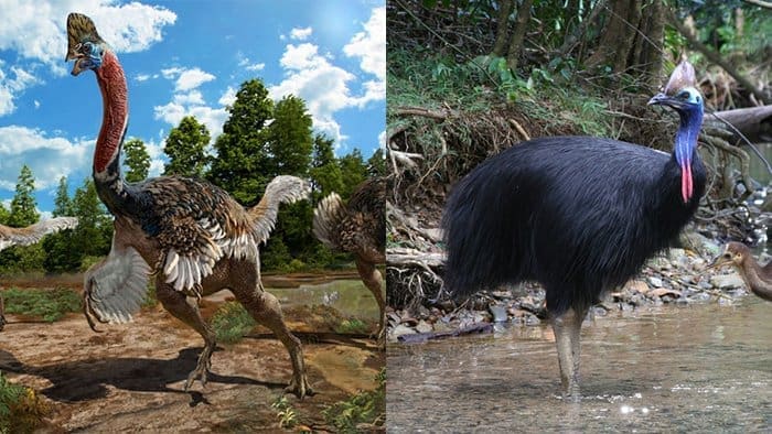 Comprendre les oiseaux pour mieux les dessiner - Dossier Animaux #4 sciencepost com