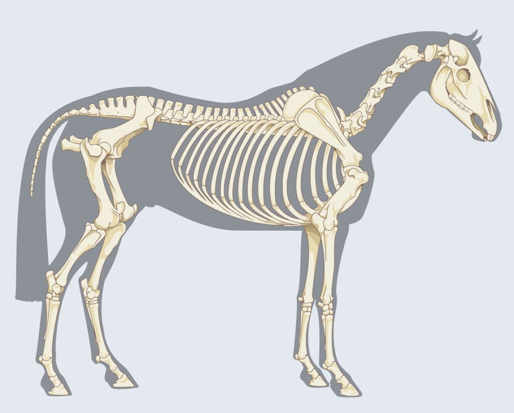 Comprendre les équidés pour mieux les dessiner - Dossier Animaux #3 skelet capmagazine.eu