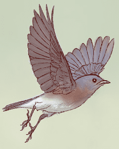 Comprendre les oiseaux pour mieux les dessiner - Dossier Animaux #4 IMG 0868