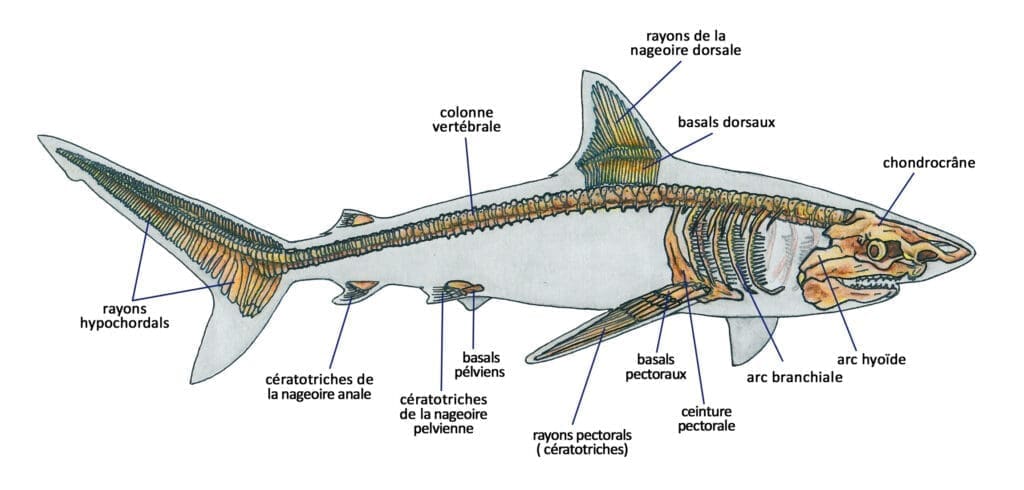 Comprendre les poissons pour mieux les dessiner - Dossier Animaux #5 1129 c3d323b441828abff6463da0cfb55bf6