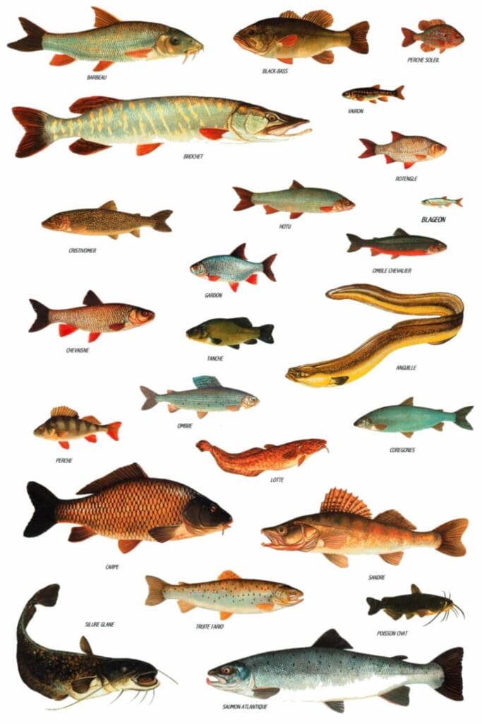Comprendre les poissons pour mieux les dessiner - Dossier Animaux #5 6a00d834d3f6c053ef01311006b031970c