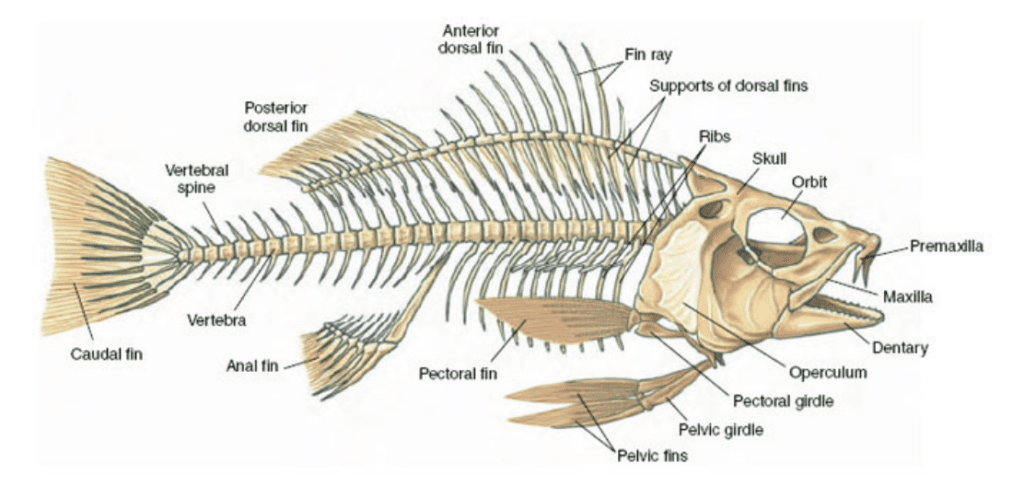 Comprendre les poissons pour mieux les dessiner - Dossier Animaux #5 9c6f89c5bf1a9a9adaafae1d2d1c100b