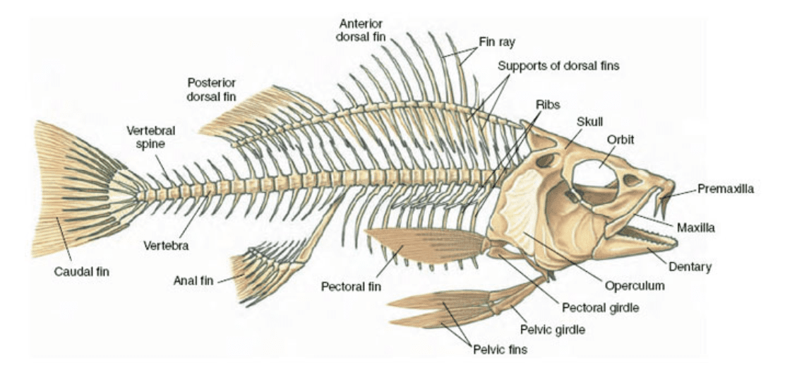 Comprendre les poissons pour mieux les dessiner Dossier Animaux 5