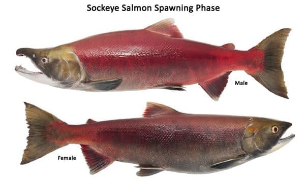 Comprendre les poissons pour mieux les dessiner - Dossier Animaux #5 main qimg 3d34c7747c5ac962088d5a2e77642946 lq