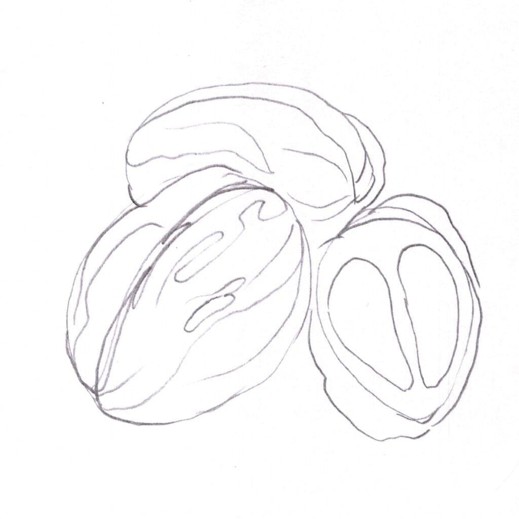 Exercice #14 : Chronométrer ses dessins exercice 14 noix 1 min
