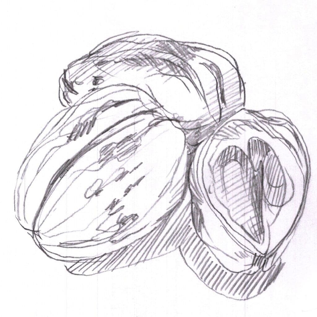 Exercice #14 : Chronométrer ses dessins exercice 14 noix 5 min